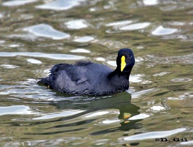 GALLARETA ALA BLANCA (Fulica leucoptera) - Lago del Parque Rivera-MONTEVIDEO (Marzo 2009)